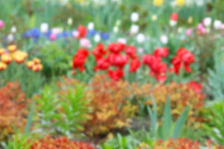 Beautiful flowers outdoors, blurred viewの写真素材