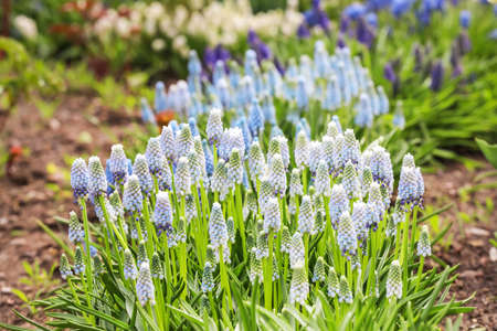 Beautiful flowers outdoors on spring dayの写真素材