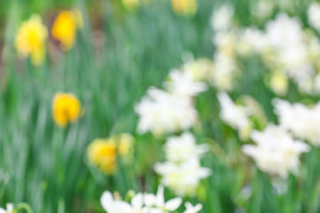 Beautiful flowers outdoors, blurred viewの写真素材