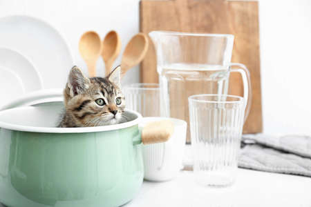 Cute funny kitten in pot on kitchen tableの写真素材