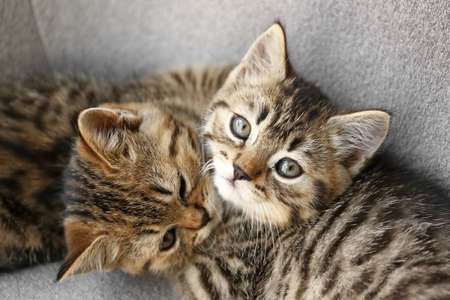 Cute funny kittens on sofaの写真素材