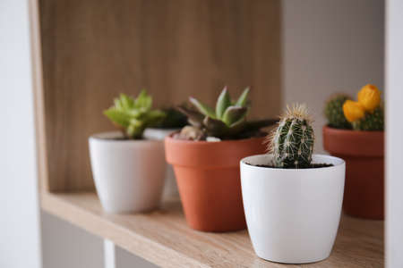 Green succulents in pots on shelfの写真素材
