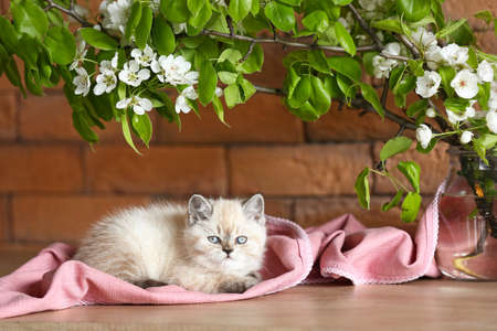 Cute fluffy kitten lying on soft plaid near brick wallの写真素材