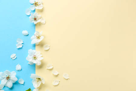 Beautiful flowers of fruit tree on color background