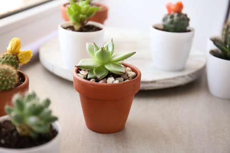 Green succulent in pot on tableの写真素材