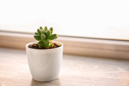 Green succulent in pot on windowsillの写真素材