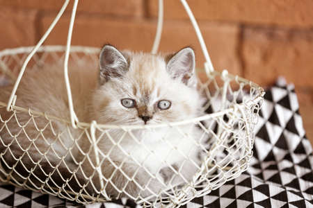 Cute fluffy kitten in basketの写真素材