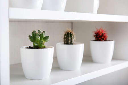 Green succulents in pots on shelfの写真素材