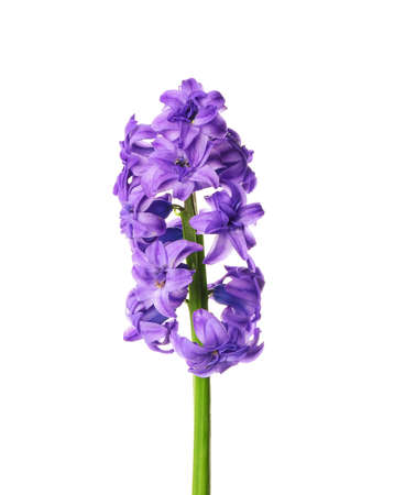 Beautiful hyacinth flowers on white backgroundの写真素材