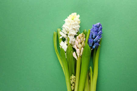 Beautiful hyacinth flowers on color background