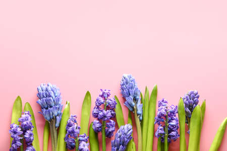 Beautiful hyacinth flowers on color backgroundの写真素材