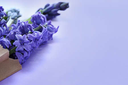 Bag with beautiful hyacinth flowers on color background, closeup