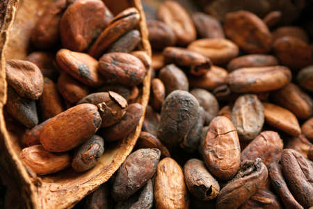 Pod with cocoa beans, closeupの写真素材