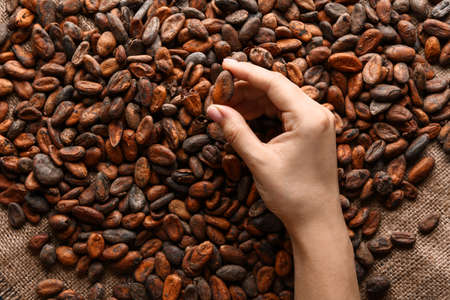 Female hand with cocoa beans