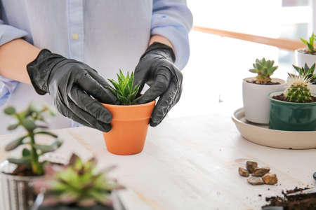 Woman transplanting succulent at tableの写真素材