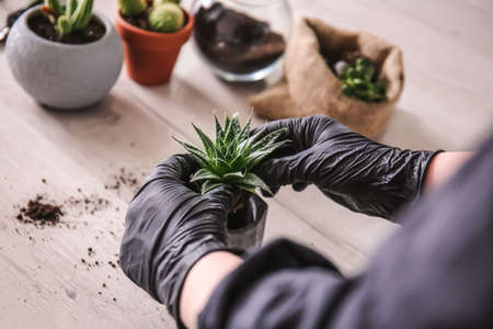 Woman transplanting succulent on floorの写真素材