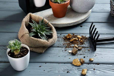 Succulents with gardening rake on wooden table