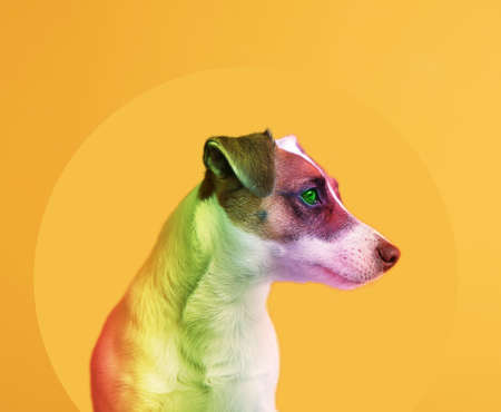 Cute rainbow colored dog on orange backgroundの写真素材