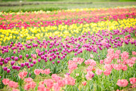 Beautiful blossoming tulips in countryside on spring dayの写真素材