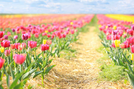 Beautiful blossoming tulips in countryside on spring dayの写真素材