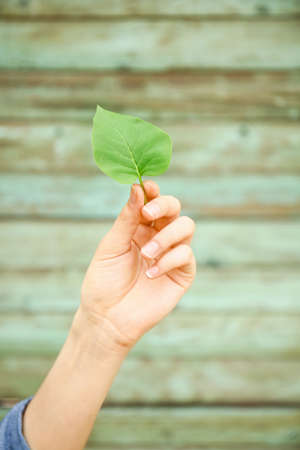 Female hand with fresh green leaf on wooden background. Eco conceptの写真素材