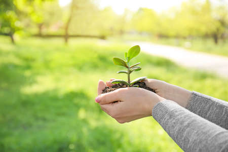 Female hands holding young plant outdoors. Eco conceptの写真素材