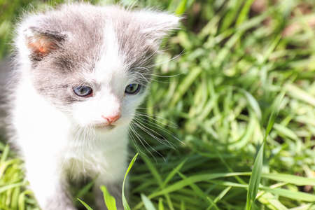 Cute little kitten on green grass outdoors