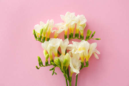 Beautiful freesia flowers on color backgroundの写真素材