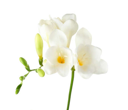 Beautiful freesia flowers on white backgroundの写真素材