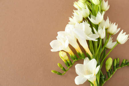Beautiful freesia flowers on color backgroundの写真素材