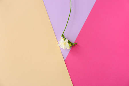 Beautiful freesia flowers on color backgroundの写真素材
