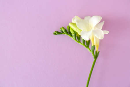 Beautiful freesia flowers on color backgroundの写真素材