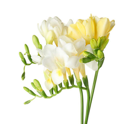 Beautiful freesia flowers on white backgroundの写真素材