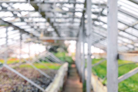 Blurred view of modern greenhouseの写真素材