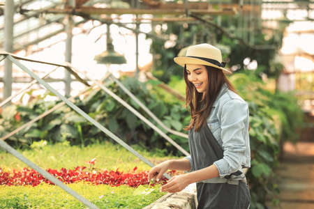 Beautiful female gardener working in greenhouse
