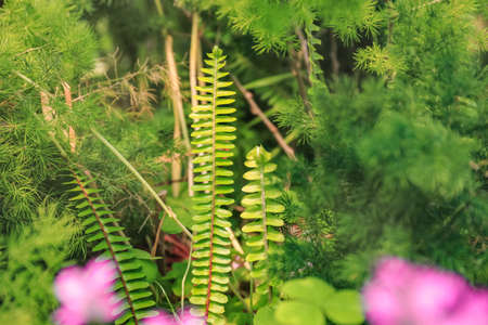 Beautiful green plants growing outdoorsの写真素材