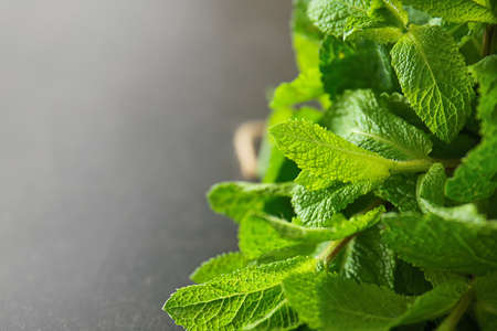 Green mint on gray background, closeup