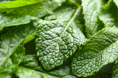 Fresh green mint leaves, closeup