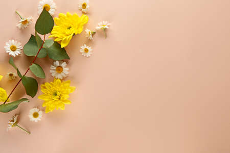 Beautiful fresh flowers on color background