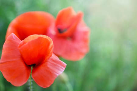 Beautiful red poppy flowers in green field, closeupの写真素材