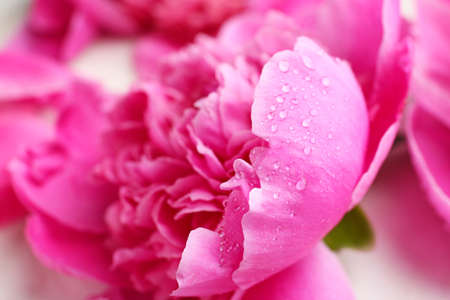 Beautiful peony flower with water drops, closeupの写真素材