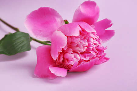 Beautiful peony flower on color backgroundの写真素材