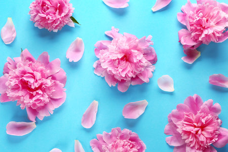Beautiful peonies on color backgroundの写真素材
