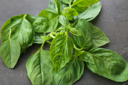 Fresh basil leaves on gray background
