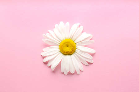 Beautiful blooming flower on color backgroundの写真素材