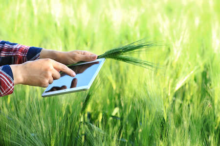 Agronomist with tablet computer in wheat fieldの写真素材