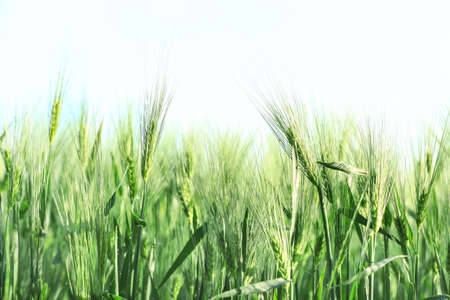 Wheat spikelets in field on sunny dayの写真素材