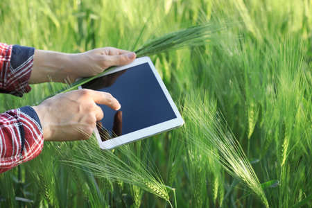 Agronomist with tablet computer in wheat fieldの写真素材