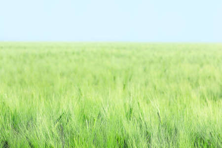 Green wheat field on sunny dayの写真素材