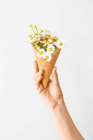Female hand with chamomile flowers in wafer cone on light backgroundの写真素材